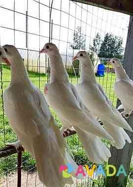 Бакинские бойные голуби Lukhovitsy