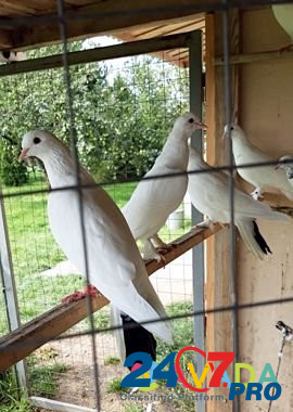 Бакинские бойные голуби Луховицы - изображение 6
