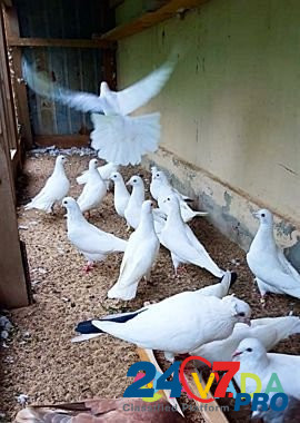 Бакинские бойные голуби Луховицы - изображение 2