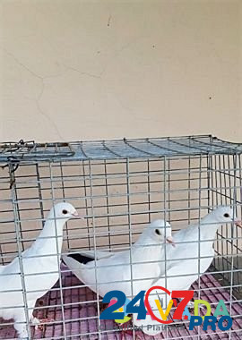 Бакинские бойные голуби Луховицы - изображение 3