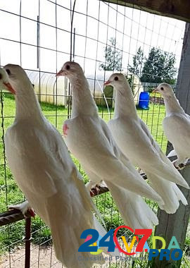 Бакинские бойные голуби Луховицы - изображение 5
