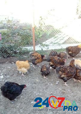 Цыплята Орпингтоны подрощенные Rodionovo-Nesvetayskaya - photo 3