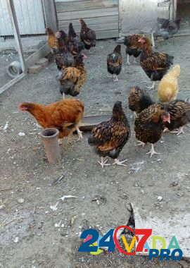 Цыплята Орпингтоны подрощенные Rodionovo-Nesvetayskaya - photo 2