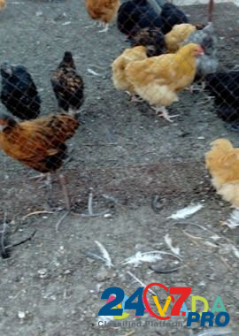Цыплята Орпингтоны подрощенные Rodionovo-Nesvetayskaya - photo 6