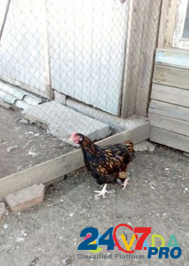 Цыплята Орпингтоны подрощенные Rodionovo-Nesvetayskaya - photo 1