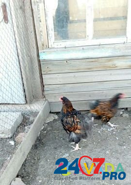 Цыплята Орпингтоны подрощенные Rodionovo-Nesvetayskaya - photo 4
