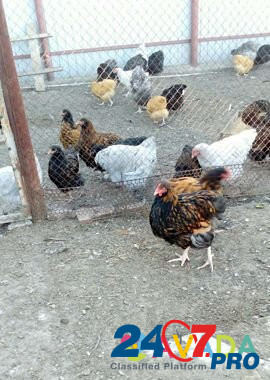 Цыплята Орпингтоны подрощенные Rodionovo-Nesvetayskaya - photo 5