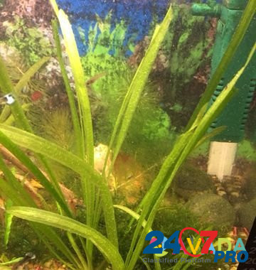 Аквариумные водоросли Anapa - photo 1