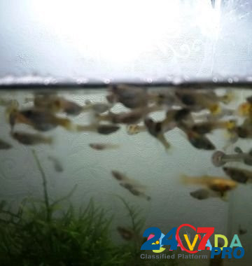Рыбки гуппи Uchaly - photo 1