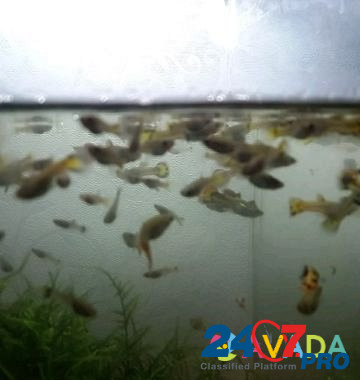 Рыбки гуппи Uchaly - photo 2