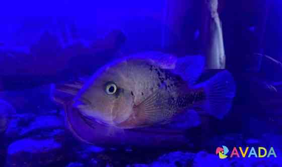 Рыба цихлазома Sergiyev Posad