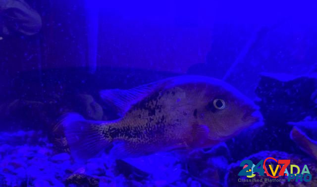Рыба цихлазома Sergiyev Posad - photo 3