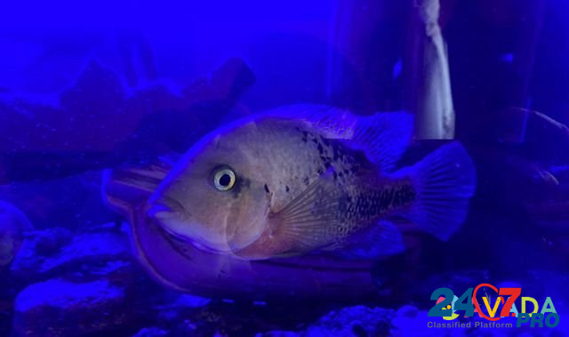 Рыба цихлазома Sergiyev Posad - photo 2