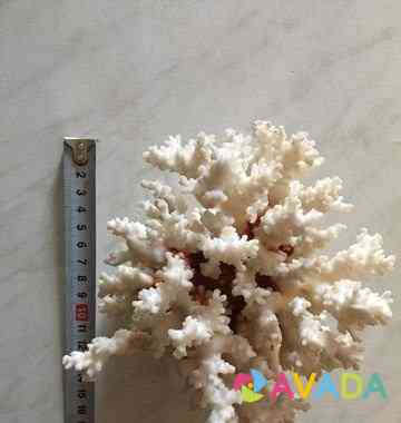 Натуральные кораллы и ракушки Волгоград