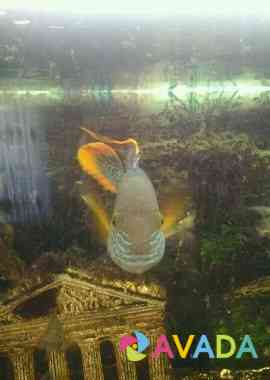 Рыбка аквариумная Cheboksary