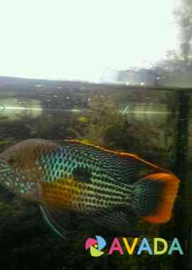 Рыбка аквариумная Cheboksary