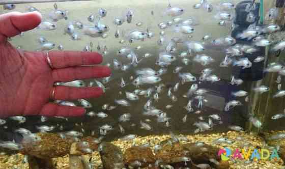 Рыбки наннакара неоновая Voronezh