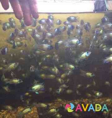 Рыбки наннакара неоновая Voronezh