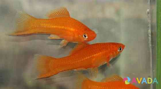 Разные(см.фото) аквариумные рыбки Дзержинск