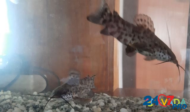 Рыбки аквариумные Stavrovo - photo 4