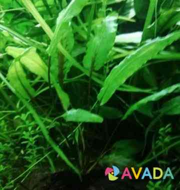 Аквариумное растение Samara