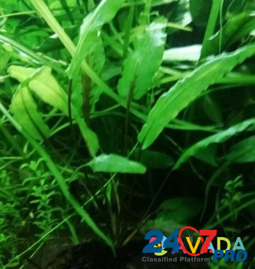 Аквариумное растение Samara - photo 5