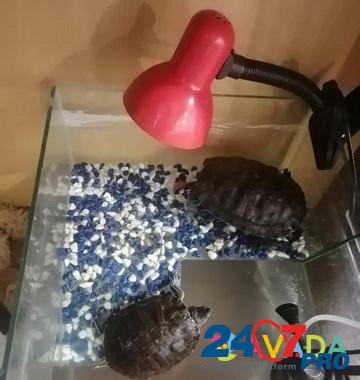 Акватеррариум на 60 литров. черепахи в подарок Asha - photo 1