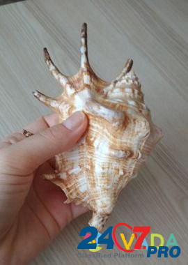 Морская раковина Lambis Тюмень - изображение 6
