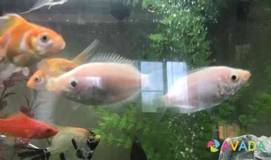 Рыбка Гурами целующие, пара белых Fryazino
