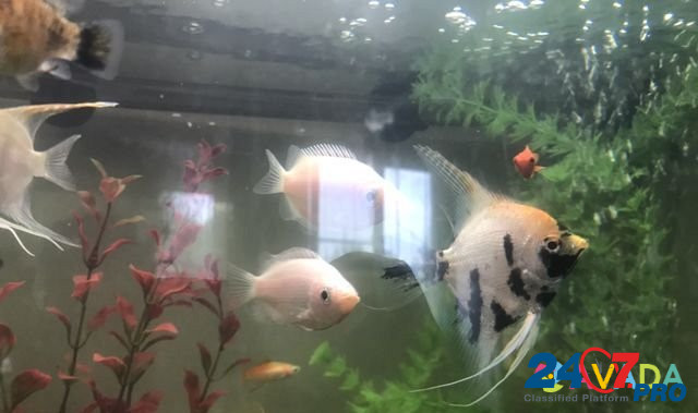 Рыбка Гурами целующие, пара белых Фрязино - изображение 4