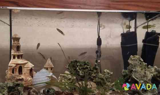 Хищные аквариумные рыбки и растения Stantsiya Balashikha