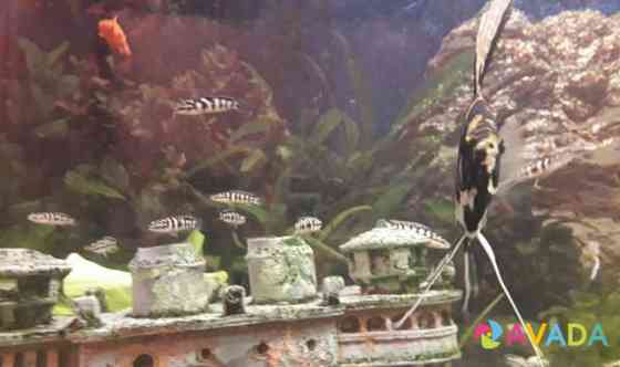 Хищные аквариумные рыбки и растения Stantsiya Balashikha