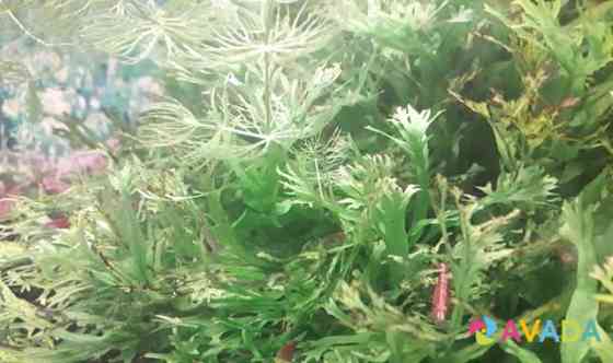Хищные аквариумные рыбки и растения Балашиха