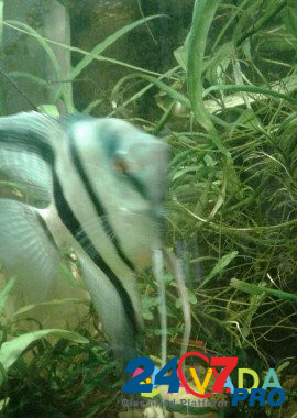Продам аквариум Chistopol' - photo 6