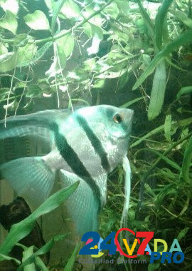 Продам аквариум Chistopol' - photo 5