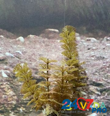 Искусственные растения для аквариума Архангельск - изображение 1