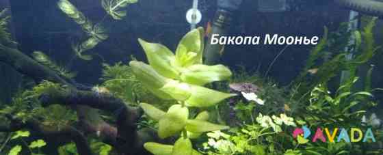 Удо для аквариумных растений. Растения, креветки Al'met'yevsk