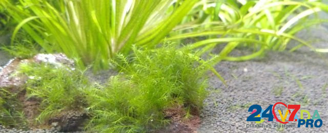 Удо для аквариумных растений. Растения, креветки Al'met'yevsk - photo 8