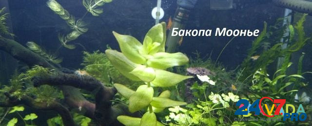 Удо для аквариумных растений. Растения, креветки Альметьевск - изображение 5