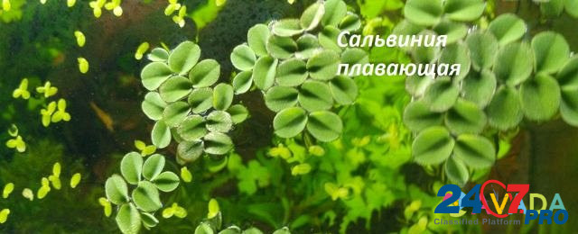 Удо для аквариумных растений. Растения, креветки Альметьевск - изображение 3