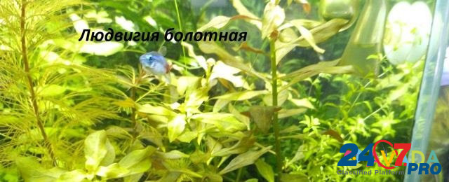 Удо для аквариумных растений. Растения, креветки Альметьевск - изображение 4