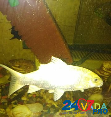 Рыба Mezhdurechensk - photo 1