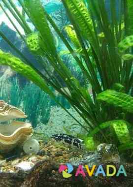 Рыбки аквариумные цихлиды Orenburg