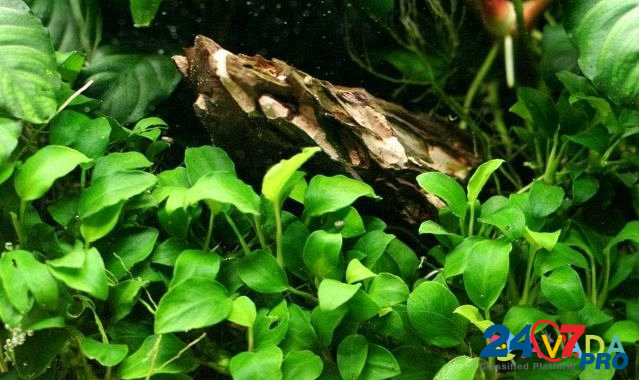 Аквариумные растения. Рыбки. Креветки Nizhnyaya Tura - photo 2