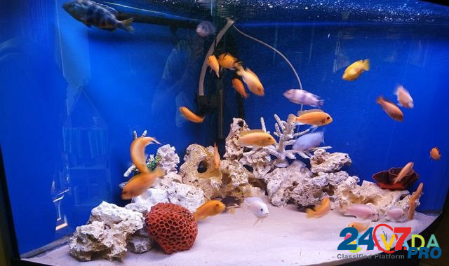 Аквариум с рыбами Сочи - изображение 3