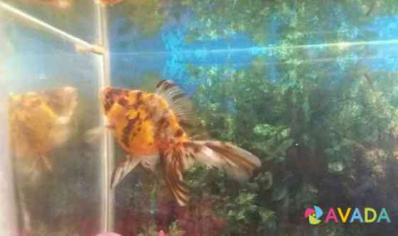 Золотая рыбка Лиски