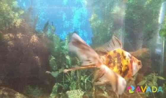 Золотая рыбка Liski