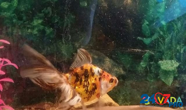Золотая рыбка Лиски - изображение 1