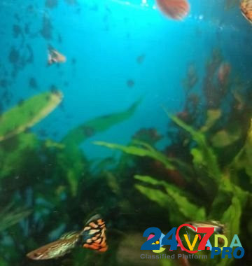 Аквариумные рыбки- Гуппи Смоленск - изображение 1