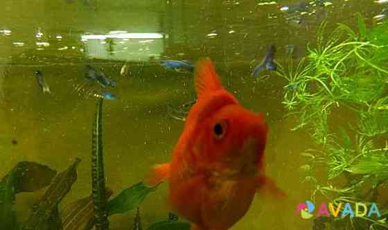 Золотая рыбка "Рюкин"(Goldfish Ryukin) Krasnoyarsk